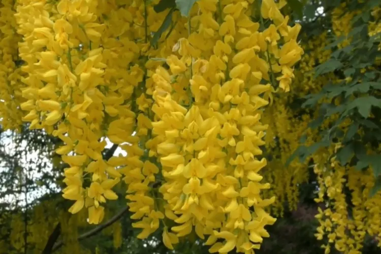 Care e planta considerată un vampir energetic. Lidia Fecioru susține că aduce boli și necazuri în casă