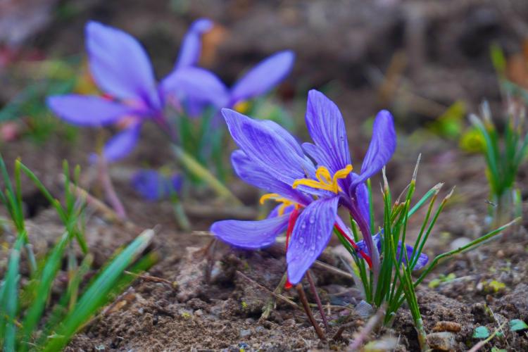Planta din care se extrage cel mai scump condiment din lume crește și la Cluj! Minunatele flori violete pot fi admirate la Grădina Botanică - FOTO 