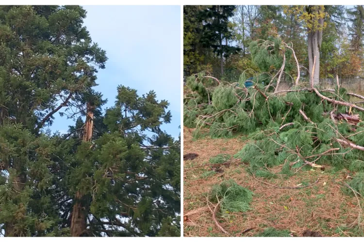 S-a rupt o parte din superbul arbore sequoia de la Rogojel, comuna Săcuieu, monument al naturii unic în Cluj - FOTO / VIDEO EXCLUSIV 