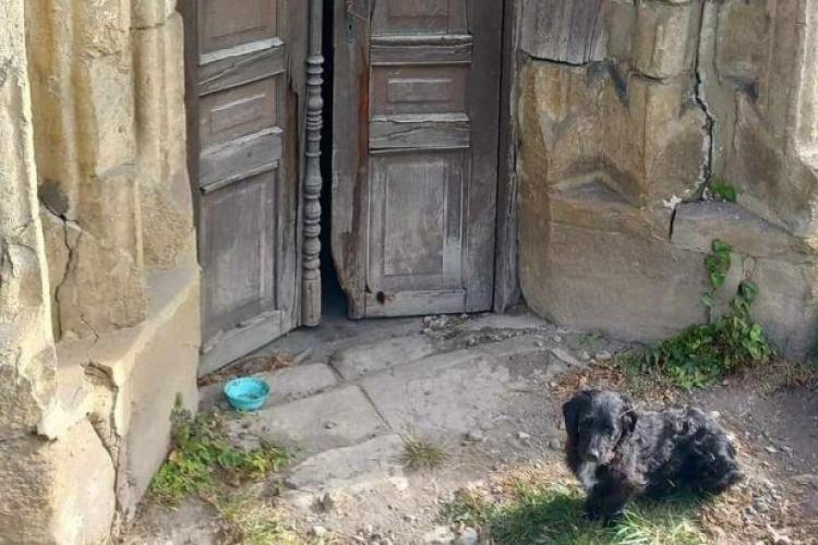 Loialitate necondiționată! Un cățel își așteaptă zi de zi fostul stăpân, care a decedat în urmă cu 3 ani, în fața unei biserici părăsite din Ardeal 