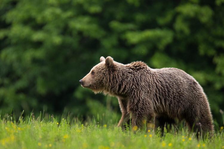 Ursoaică cu doi pui, blocată într-un gard de sârmă, într-o localitate din munții Apuseni. Animalul va fi tranchilizat - FOTO 