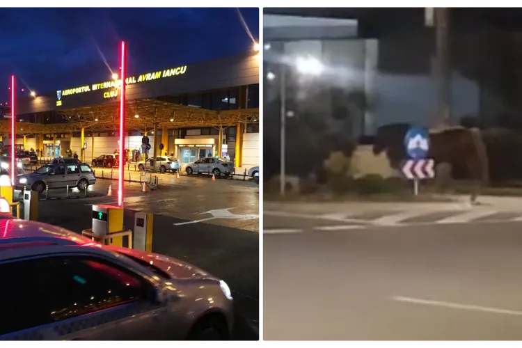 Scenă suprarealistă, în sensul giratoriu de la Aeroportul Cluj! Un cal circula regulamentar spre Apahida - VIDEO