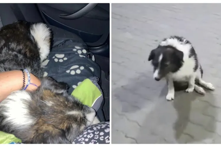 Din fier să fii și tot te RUPE povestea cățelului Pedro, din Cluj. Un suflet bun l-a dus la spital, dar e nevoie de mai mult - VIDEO