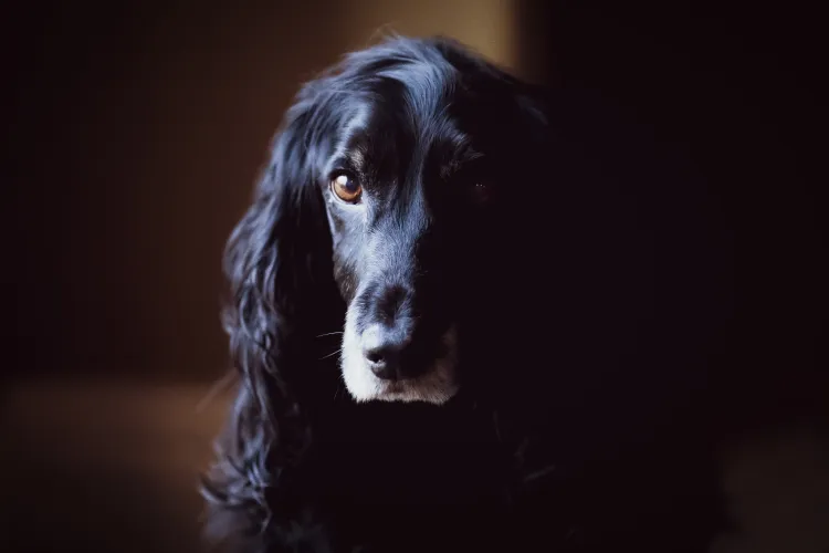 Locatarii unui bloc au strâns semnături ca să dea afară un câine. Sunt supărați pentru că stăpânul îl plimbă prea mult cu liftul 