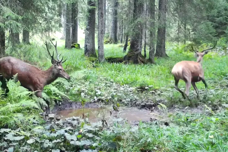 Imagini superbe din Parcul Natural Apuseni! Doi cerbi au fost surprinși la scăldat, în perioada boncănitului - VIDEO 
