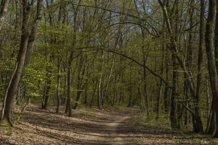 La Cluj „sezonul petardelor” a început din noiembrie: „Nici nu te poți plimba cu un copil mic lângă pădure că îți pușcă timpanele”