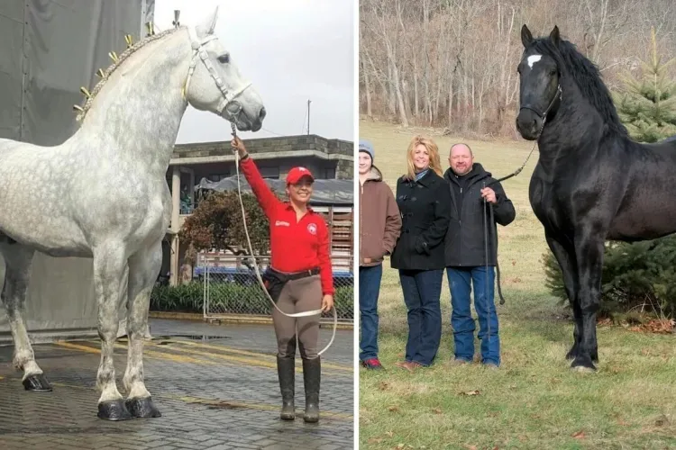 Percheronul, cal de tracțiune uriaș care ajunge până la 2.5 metri înălțime! Exemplarele sunt spectaculoase - FOTO