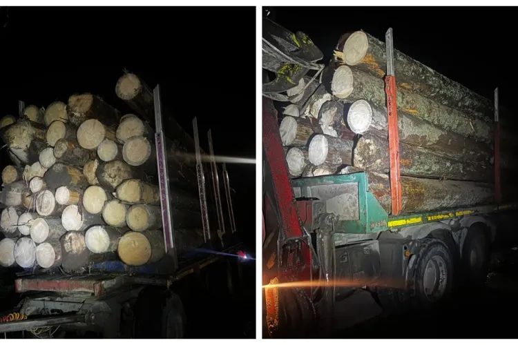 Pădurar din Cluj, reținut după ce a ajutat hoții de lemne cu acte false pentru a transporta lemnele furate