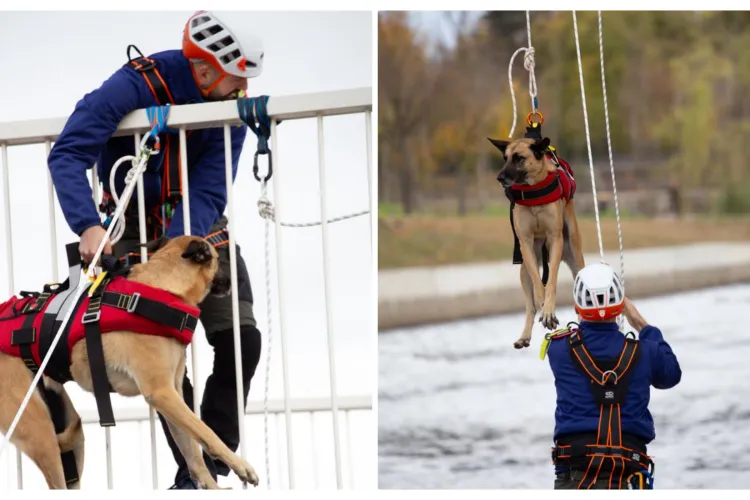Exercițiu de salvare a unui animal căzut în apă sau aflat la adâncime - FOTO