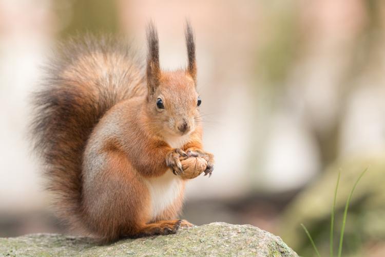 Veverița roșcată, acrobatul pădurilor, poate fi văzută la treabă și în parcurile Clujului - FOTO