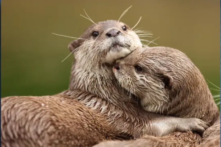 Vidra, un înotător excelent și un scufundător de elită. Ajunge și la 60 de metri adâncime - FOTO