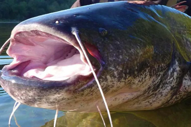 Captură impresionantă de somn pe un lac din Cluj - FOTO