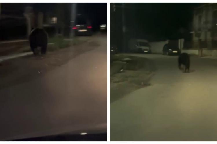 Un urs de mari dimensiuni a fost filmat pe o stradă din satul Mera, lângă Cluj-Napoca - VIDEO