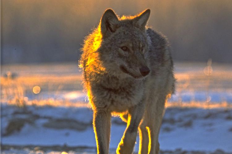 Câți lupi sunt în Carpații Meridionali? Rezultatele studiului genetic realizat de Fundația Conservation Carpathia