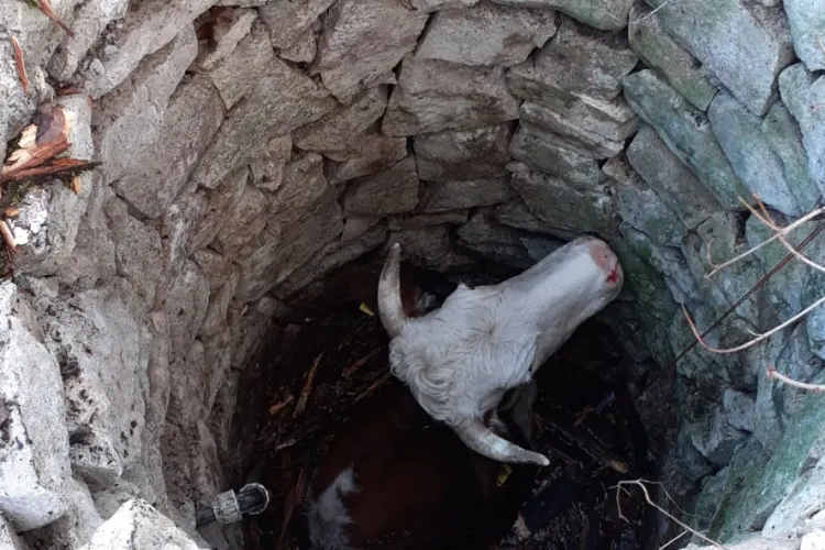 Bovină salvată la Cluj dintr-o fântână - FOTO