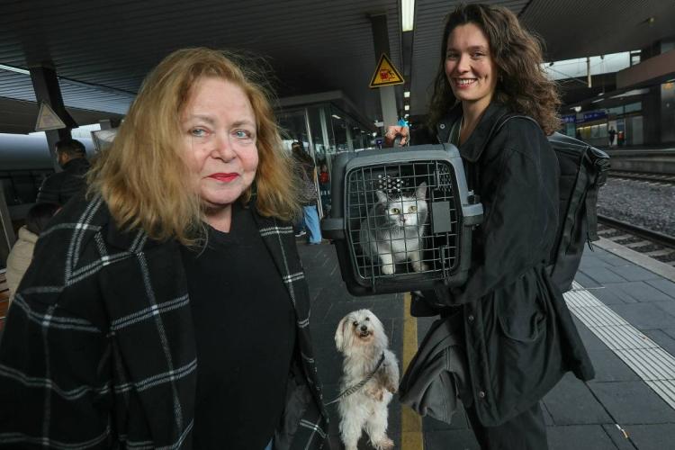 O pisică care s-a pierdut de familia ei a străbătut 1.000 de kilometri ca să își regăsească stăpâna