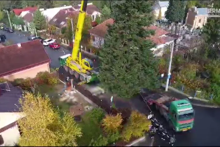 Bradul de Crăciun din Piața Unirii a fost donat de o familie din Cluj-Napoca - VIDEO cu tăierea și transportul acestuia