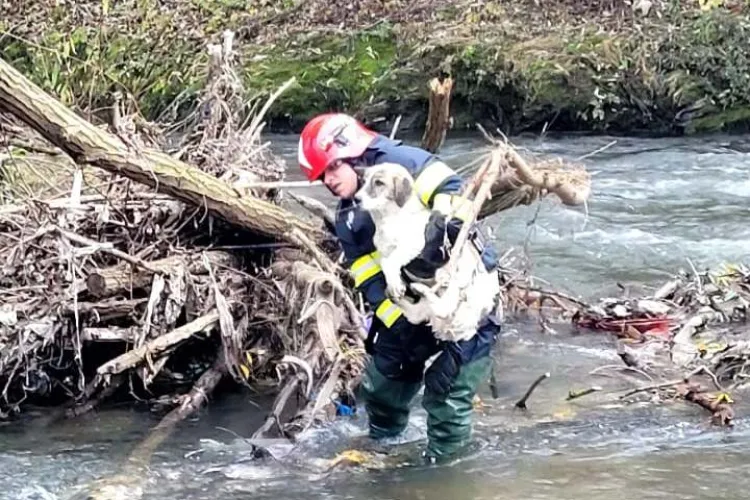 Imaginea zilei: Pompierii clujeni au salvat un cățel rămas izolat pe o insulă din râul Someșul Mic!