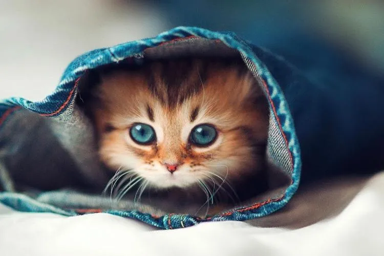 O pisică și-a salvat stăpânul de la o moarte sigură. Românul a fost trezit de mieunatul felinei și a scăpat din calea flăcărilor