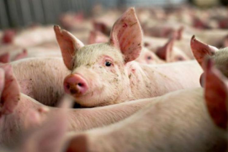 Numai 10% din carnea de porc din magazinele din România este de provenienţă locală