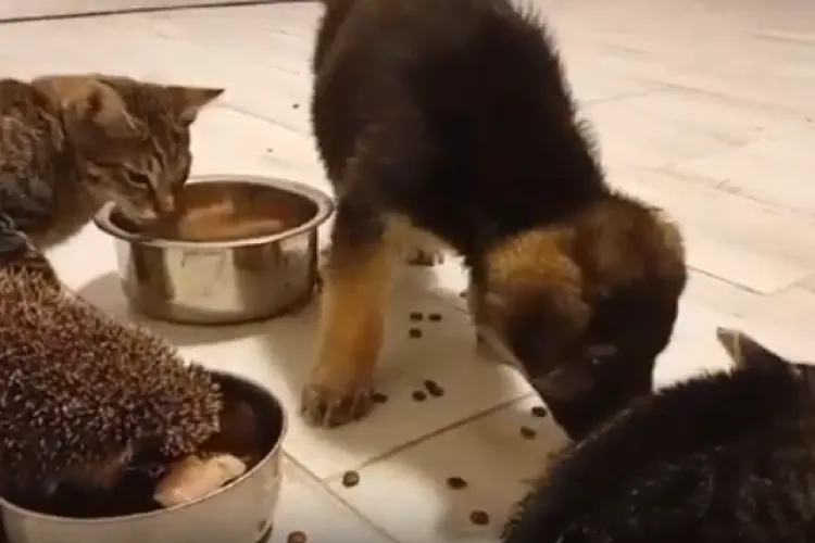 Imagini înduioșătoare la o asociație din Cluj: doi căței, două pisici și un arici iau masa împreună - VIDEO