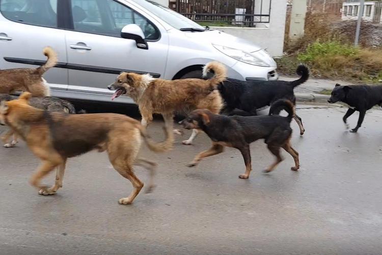 Câinii fără stăpân, o problemă serioasă pentru locuitorii unei străzi din Someșeni: ,,Sunt agresivi iar noi avem copii/Mai nou sar și la mașini