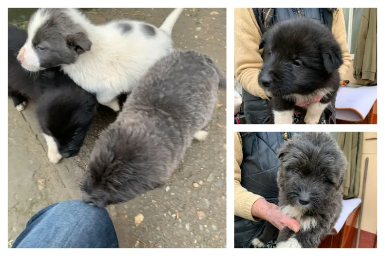 Cinci cățeluși din comuna Mociu, Cluj, așteaptă un miracol de Crăciun, adopția! O bunicuță i-a găsit în propria curte: „Nu știe de unde au apărut”