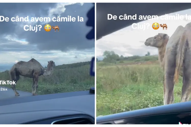 Un șofer a făcut un șoc pe un drum din Cluj, după ce i-a apărut o cămilă în față - VIDEO