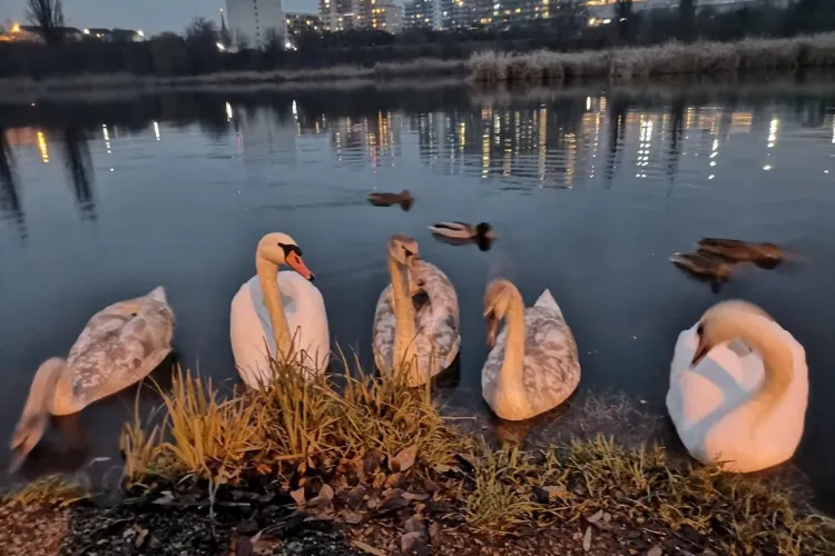 Lebede superbe în Cluj-Napoca! Imagini minunate, surprinse pe Lacul 3 -  VIDEO și FOTO