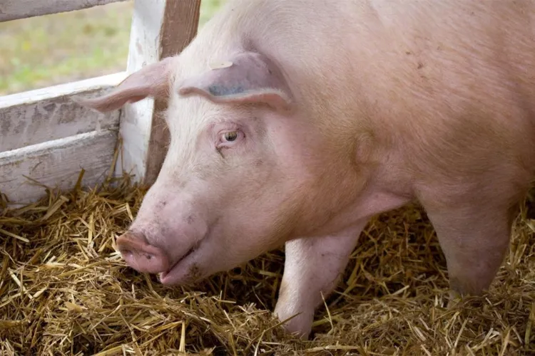 Românii au tăiat porcul pe covorul din sufragerie: ”Cred că l-a declarat la întreținere” - FOTO și VIDEO