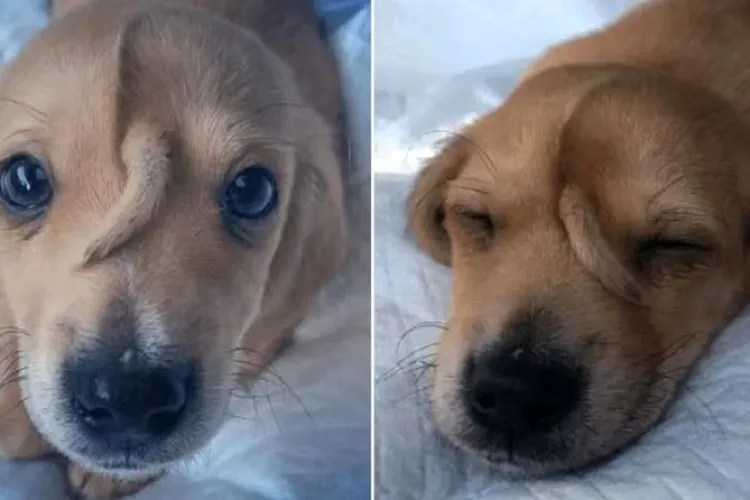 ”Cățelul-unicorn” s-a născut cu o codiță în frunte - FOTO