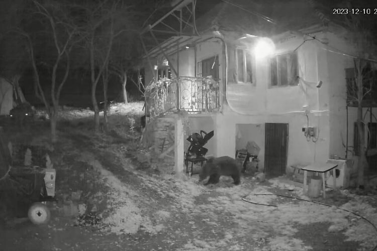 Prezența unui urs, semnalată într-o comună din Cluj! Patru oi au fost atacate 
