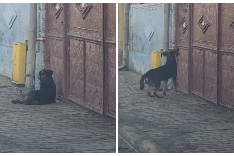 Cum a fost pedepsit un clujean care și-a dat afară câinele din curte: ”Atâta loialitate, bunătate și dragoste să fie aruncată în stradă” - VIDEO 