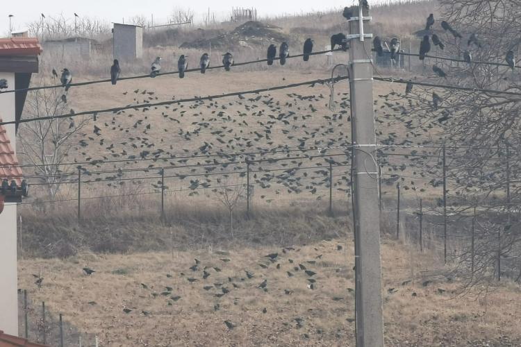 Invazia ciorilor lângă Cluj-Napoca: ”Parcă e scenă dintr-un film. S-a înnegrit solul de atâtea păsări” - VIDEO