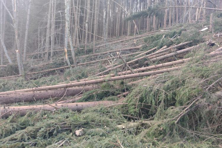 Vântul a făcut prăpăd în zona de munte a Clujului! Mai mulți copaci au ajuns pe drum - FOTO