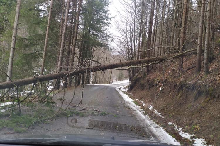 Vijelia din zona de munte a Clujului a doborât arbori