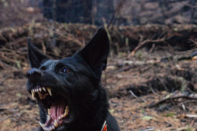 Un câine agresiv terorizează locuitorii unei străzi din Cluj-Napoca: ,,Atacă atât oamenii cât și copiii” 