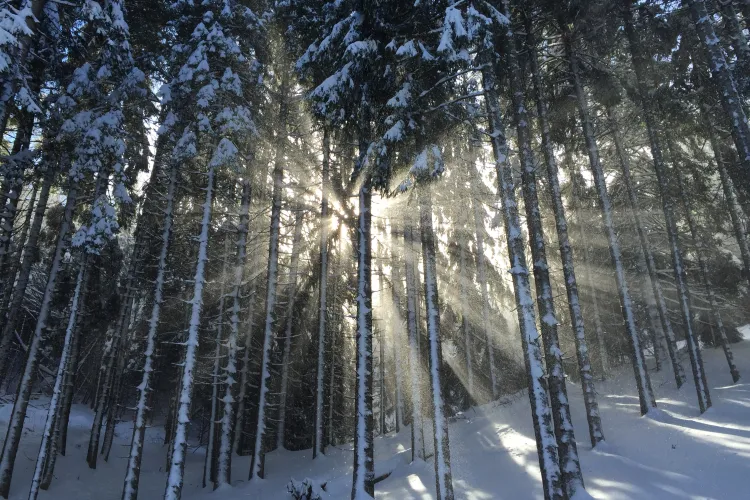 Începe iarna astronomică! Solstițiul de iarnă aduce cea mai lungă noapte din an 