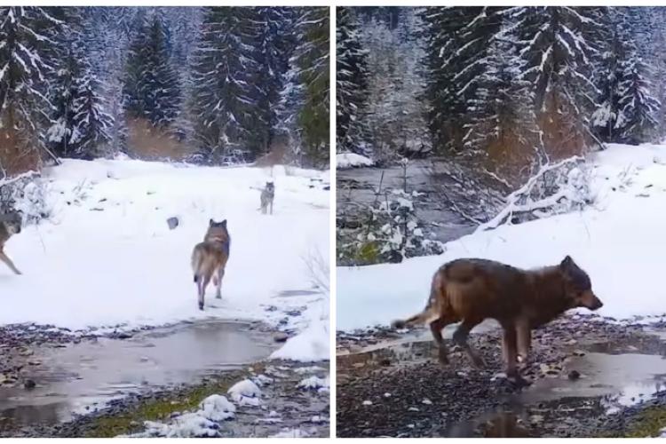 Imagini spectaculoase din Apuseni! Trei lupi superbi, surprinși în Parcul Natural - VIDEO