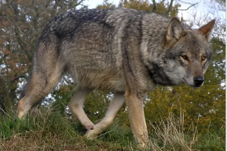 Superb lup cenușiu, filmat în comuna Beliș: ”Cat noroc ai!” - VIDEO