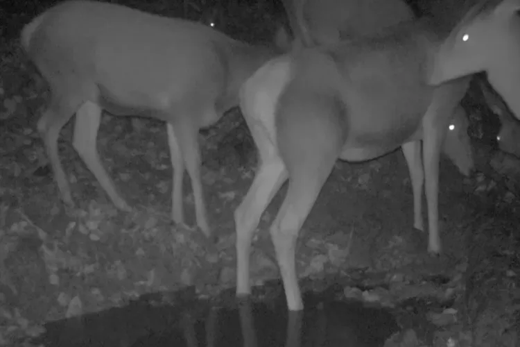 Înghesuială mare la o scăldătoare din Parcul Natural Apuseni! Ciute superbe surprinse pe camerele de monitorizare -  VIDEO 