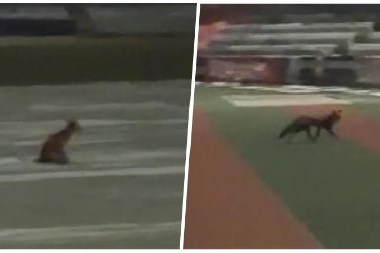 Două vulpi jucăușe s-au strecurat pe Cluj Arena, după lăsarea serii! Animalele s-au plimbat nestingherite pe pista de alergare - VIDEO 