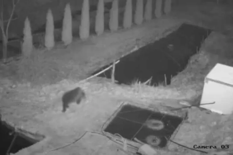 VIDEO. Un urs buclucaș din Apuseni a eliberat o parte din peștele aflat în bazinele unei crescătorii