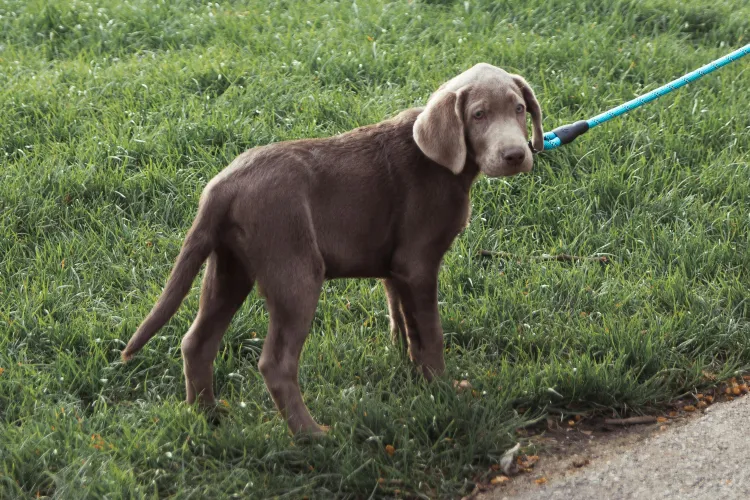 Conflict între clujeni și stăpânii de câini într-un parc din Cluj-Napoca: ,,Au atacat cetățenii și au avut o atitudine agresivă”