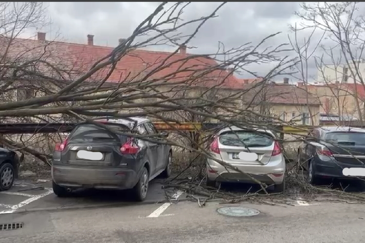Vântul a făcut prăpăd în Cluj-Napoca! Un copac a căzut peste trei mașini - VIDEO 