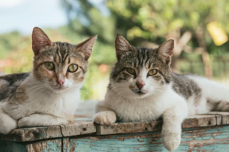 Un clujean cere ajutorul Primăriei pentru soluționarea unei probleme ciudate: „Sunt invadat de pisici vagaboande”