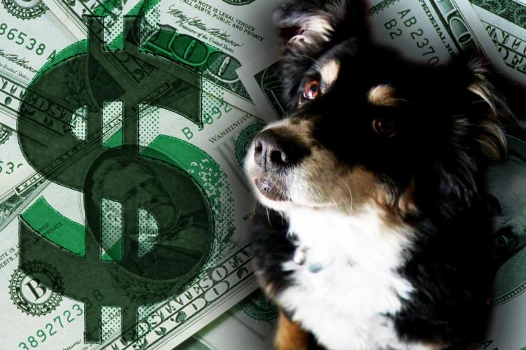 O femeie a lăsat o avere uriașă câinilor și pisicilor, în loc să le dea banii copiilor săi