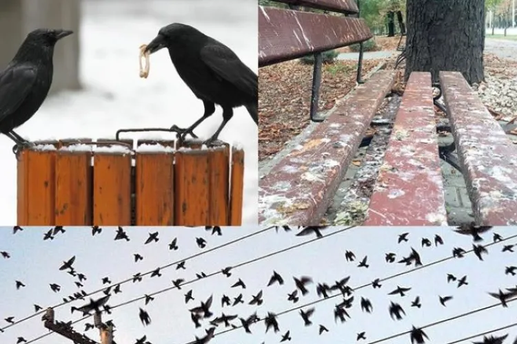 Clujenii, exasperați de ciorile care au invadat orașul: ,,Au înnegrit cerul/Fac o gălăgie infernală”