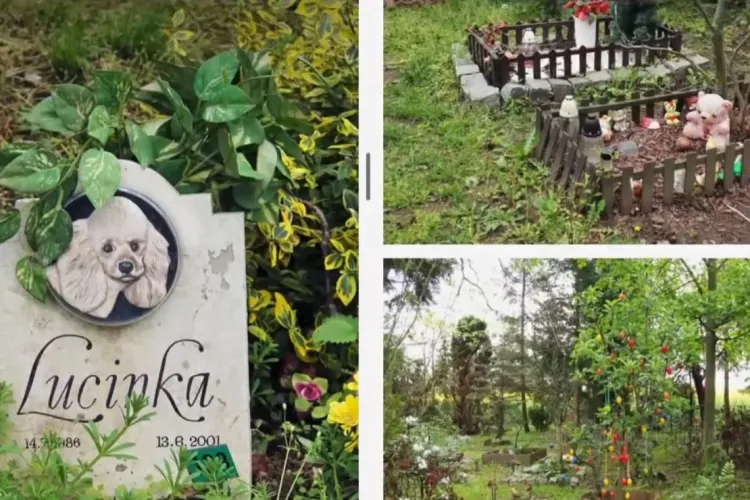 Boc: Începem construcția unui Cimitir pentru animale de companie într-o zonă de pădure - parc