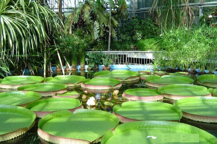 Gradina Botanica, sustinuta printr-o campanie foto de Femeile de Afaceri din Cluj